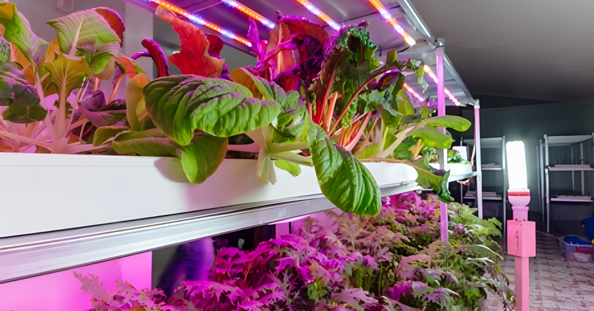 Guide de l’éclairage artificiel dans les usines agroalimentaires